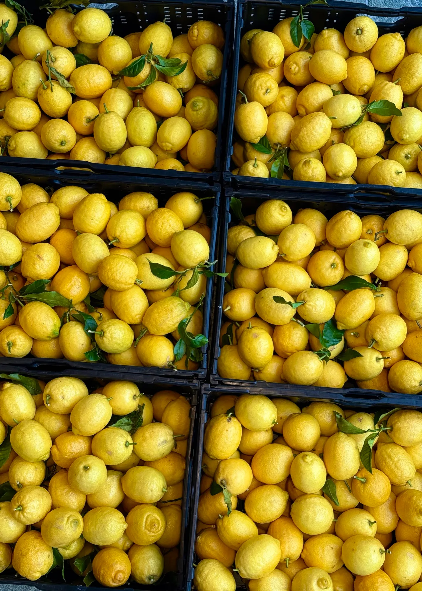 Citrons